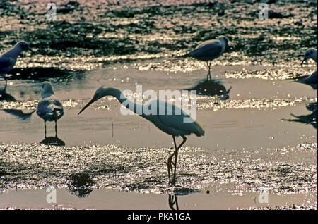 An Little egret (Egretta garzetta) and seagulls in the marshes of the Bahia de Cadiz Natural Park. Spain. Europe