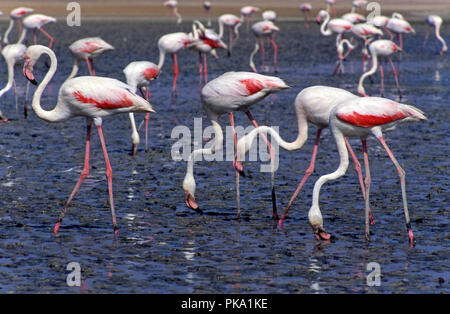 Pink flamingos (Phoenicopterus ruber roseus) in the Lagoon of Fuente de Piedra Nature Reserve. Malaga province. Region of Andalusia. Spain. Europe. Stock Photo