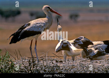 White stork (Ciconia ciconia) - nest in a wild olive. Entorno de Doñana Natural Park. Region of Andalusia. Spain. Europe Stock Photo