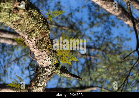 Ferns, lichens and moss live on pine tree. It is the survival of the natural phenomenon of symbiosis. Beautiful and brings classic colors like the pri Stock Photo