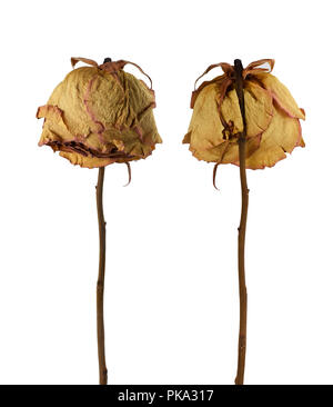 Two sad dried dead roses isolated on white background Stock Photo