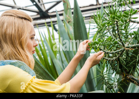 side view of blonde woman working with succulents in greenhouse Stock Photo
