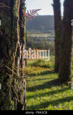 Ferns, lichens and moss live on pine tree. It is the survival of the natural phenomenon of symbiosis. Beautiful and brings classic colors like the pri Stock Photo