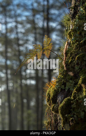 Ferns, lichens and moss live on pine tree. It is the survival of the natural phenomenon of symbiosis. Beautiful and brings classic colors like the pri Stock Photo