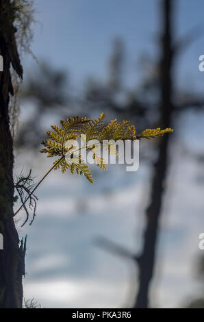 Ferns, lichens and moss live on pine tree. It is the survival of the natural phenomenon of symbiosis. Beautiful and brings classic colors like the pri Stock Photo