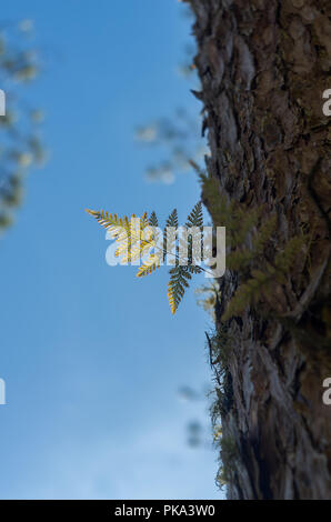 Ferns, lichens and moss live on pine tree. It is the survival of the natural phenomenon of symbiosis. Beautiful and brings classic colors like the pri Stock Photo