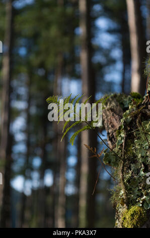 Ferns, lichens and moss live on pine tree. It is the survival of the natural phenomenon of symbiosis. Beautiful and brings classic colors like the pri Stock Photo