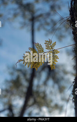 Ferns, lichens and moss live on pine tree. It is the survival of the natural phenomenon of symbiosis. Beautiful and brings classic colors like the pri Stock Photo