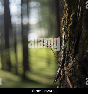 Ferns, lichens and moss live on pine tree. It is the survival of the natural phenomenon of symbiosis. Beautiful and brings classic colors like the pri Stock Photo