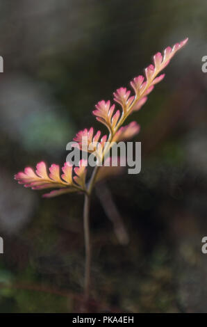 Ferns, lichens and moss live on pine tree. It is the survival of the natural phenomenon of symbiosis. Beautiful and brings classic colors like the pri Stock Photo