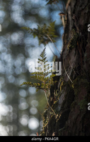 Ferns, lichens and moss live on pine tree. It is the survival of the natural phenomenon of symbiosis. Beautiful and brings classic colors like the pri Stock Photo