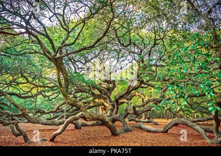 The sun sets on the Angel Oak, April 3, 2015, on Johns Island near Charleston, South Carolina. (Photo by Carmen K. Sisson/Cloudybright) Stock Photo