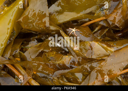 Kelp on Wickaninnish Beach, Pacific Rim National Park, British Columbia, Canada Stock Photo