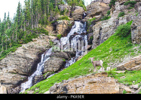 big horn sheep at Glacier national park,Montana,usa. Stock Photo