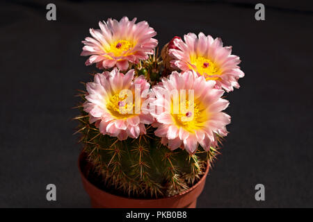 parodia ball cactus on a dark grey background with four shiny metallic yellow and pink flowers Stock Photo