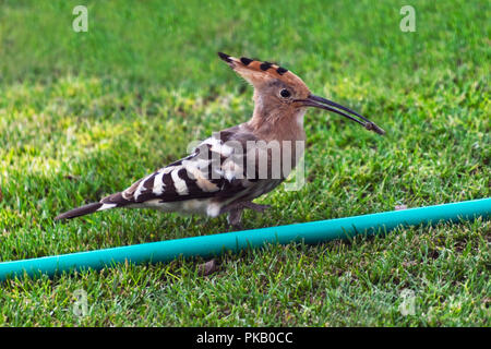 strikingly beautiful Hoopoe Duchifat Upupa epops Bird Eating a Grub standing beside a garden hose on a green lawn Stock Photo