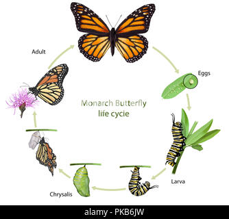 Illustration of the Life Cycle of a Monarch Butterfly from Egg, Larva ...