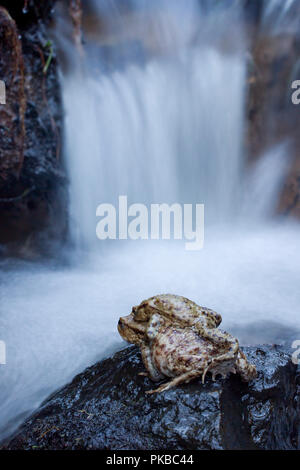 Common Toad, with waterfall, UK Stock Photo - Alamy