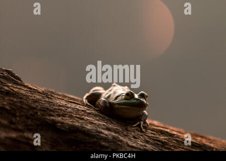 Portraits of frogs Stock Photo