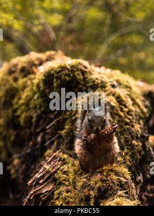 Squirrel eating on branch Stock Photo