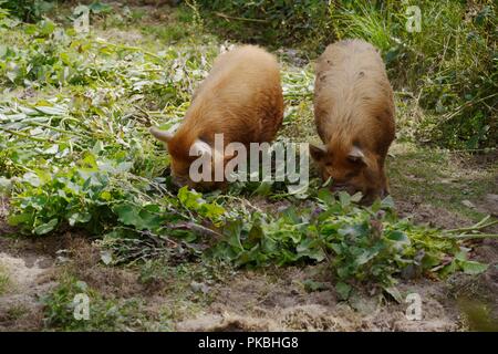 Kune Kune pigs feeding on vegetable garden waste, Wales, UK Stock Photo