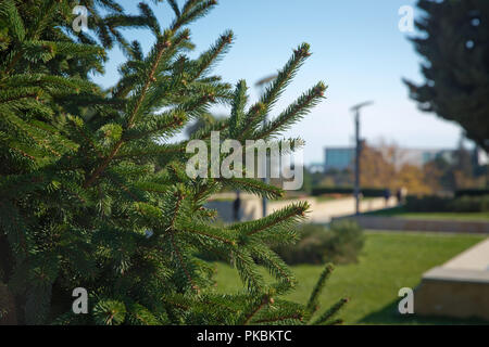 Pine tree closeup . Pine branch shot in natural forest. Small pince branch shot in countryside village forest. branch of coniferous tree . Abstract ba Stock Photo