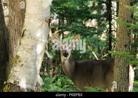 Deer animal close-up profile view displaying head, ears, eyes, nose, in its environment and surrounding with a bokeh foliage background and trees. Stock Photo