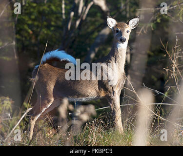 Deer animal close-up view in the forest displaying body, head, ears, eyes, nose, white tail  in its environment and surrounding with a bokeh foliage b Stock Photo
