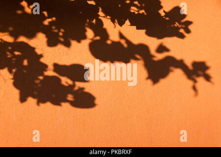 Bougainvillea Flowers Shadows on Orange Wall on a Bright Sunny Day Stock Photo