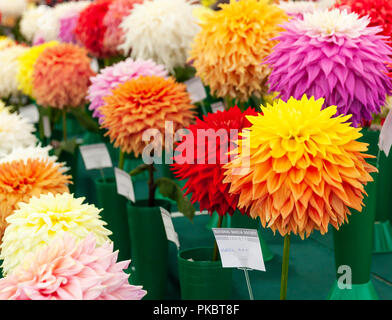 National Dahlia Society display Wisley Gardens. Stock Photo