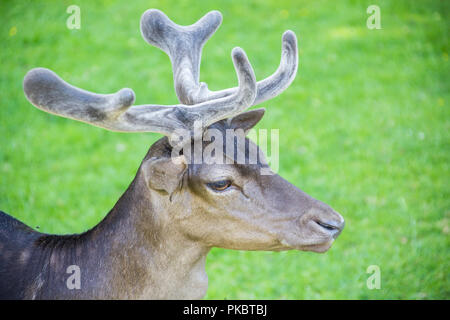 Deer Stock Photo