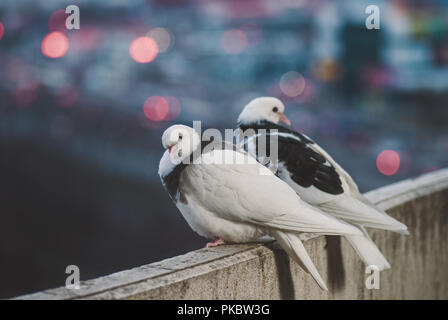 Couple of white doves on balcony in different posture Stock Photo