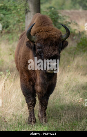 a wisent The European bison stands in the natural park of the Maashorst, Netherlands Stock Photo