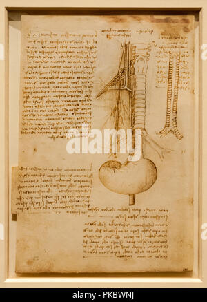 Leonardo da Vinci's human spine anatomical drawing at The Queen's Gallery, London, England, UK Stock Photo