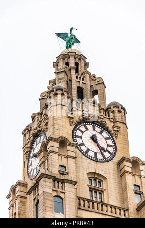 The top of the Royal Liver building with a Liver bird and clock face, Liverpool, England, UK Stock Photo