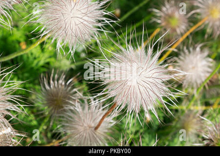 Pulsatilla vulgaris, a poisonous plant in The Alnwick Garden Poison Garden. The Pasque flower is known to cause stomach pain if ingested Stock Photo