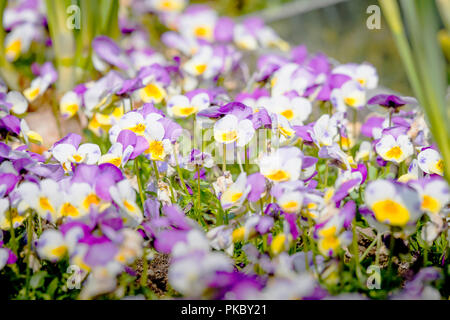 Viola tricolor also known as Johnny Jump up flowers in the sun on a meadow in the summer