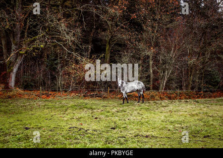 White horse on a field with a fence near a forest in the fall Stock Photo
