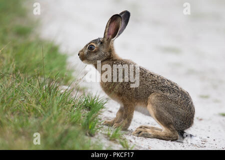 European hare (Lepus europaeus), young animal sits at the wayside, Emsland, Lower Saxony, Germany Stock Photo
