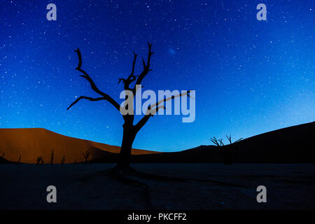 Dead tree in front of starry sky, Deadvlei, Sossusvlei, Namibia Stock Photo