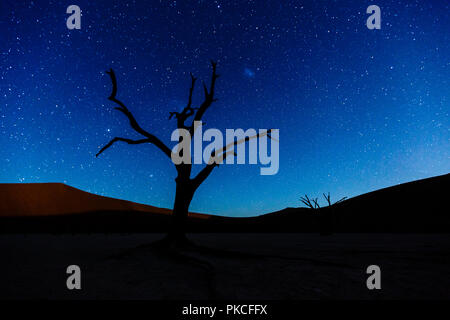 Dead tree in front of starry sky, Deadvlei, Sossusvlei, Namibia Stock Photo