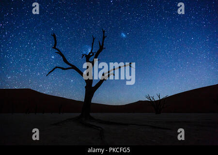 Dead tree in front of starry sky, Deadvlei, Sossusvlei, Namibia Stock Photo