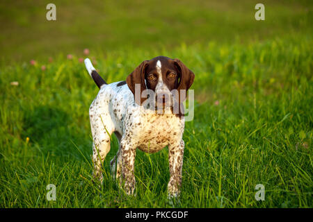 german shorthaired pointer, german kurtshaar one brown spotted puppy, photo in the evening light in the nature, the animal looks at the camera, stands Stock Photo