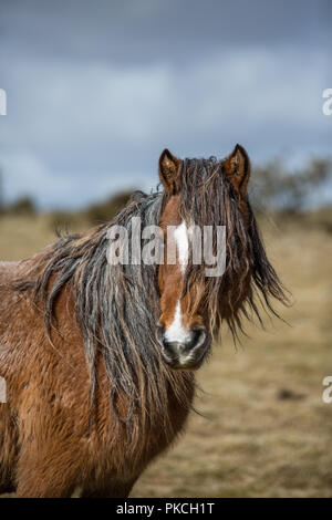 Wild moorland pony on Bodmin Moor, Cornwall Stock Photo