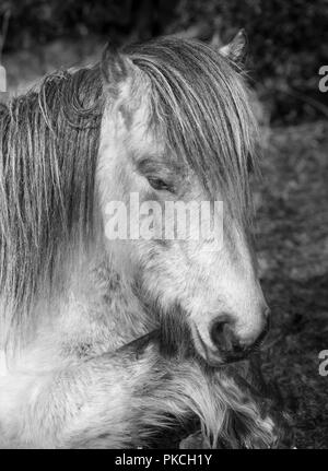 Sleepy wild moorland pony, Bodmin Moor, Cornwall Stock Photo