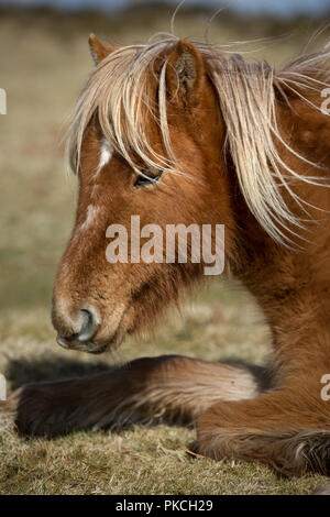 Cute wild moorland pony, Bodmin Moor, Cornwall Stock Photo