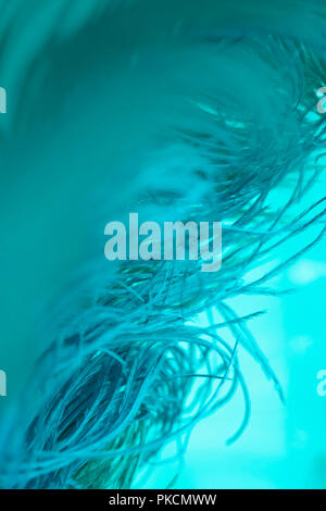 close up of ostrich feathers for background Stock Photo