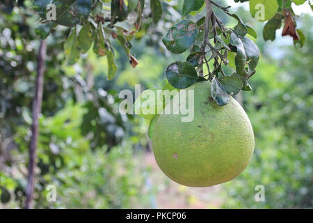 Thai fruit herb,Pomelo gardening, Herb fruit on tree call Som-O in Thai.   Selective focus. Stock Photo