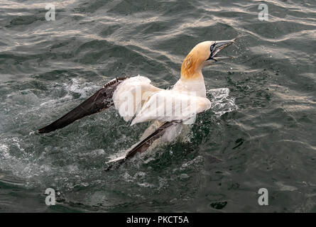 Northern Gannet's diving for fish off Bempton Cliffs, Yorkshire Stock Photo