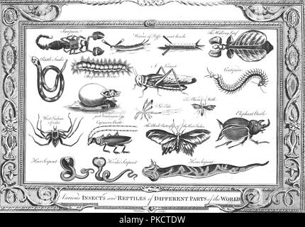 'Various Insects and Reptiles of Different Parts of the World'. Artist: W Grainger. Stock Photo